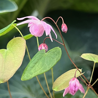 Epimedium x youngianum 'Roseum'